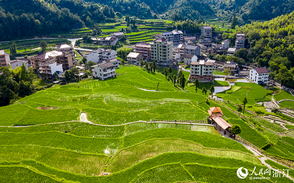 7月11日，航拍麗水市青田縣方山鄉龍現村稻魚共生系統示范基地。人民網 章勇濤攝