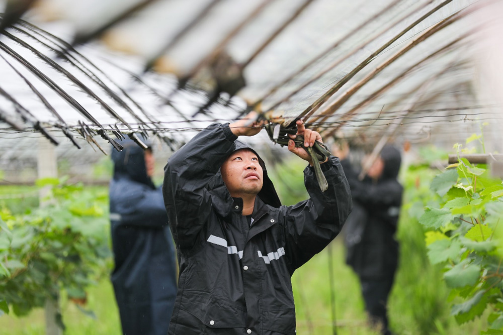 黨員搶險隊積極走進田間地頭，幫助當地村民做好田間排澇、加固大棚、搶收蔬菜等工作。王正攝