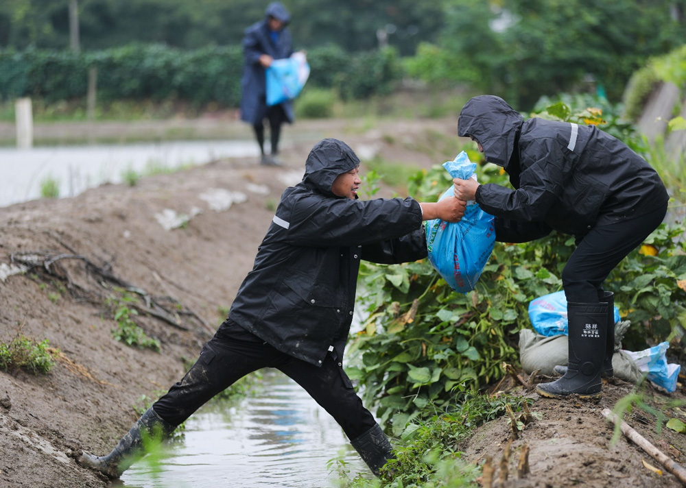 黨員搶險隊積極走進田間地頭，幫助當地村民做好田間排澇、加固大棚、搶收蔬菜等工作。王正攝