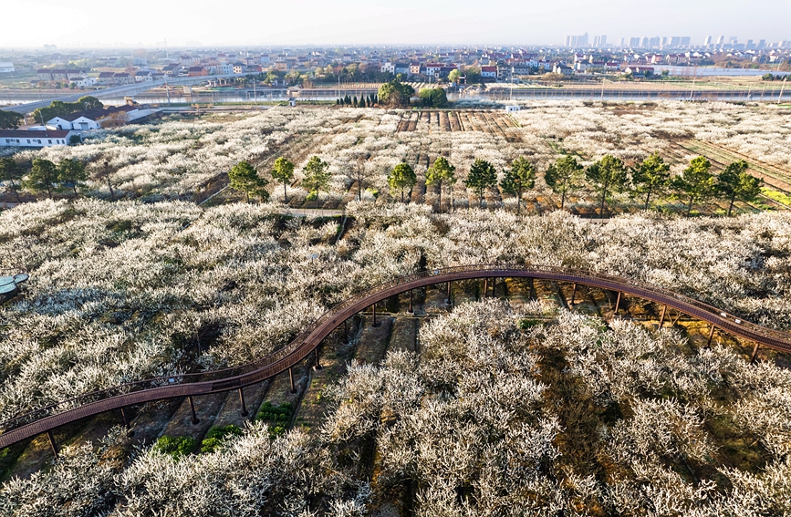 近日，浙江嘉興桐鄉(xiāng)市梧桐街道桃園村的千畝槜李花競相綻放。桐鄉(xiāng)市梧桐街道供圖