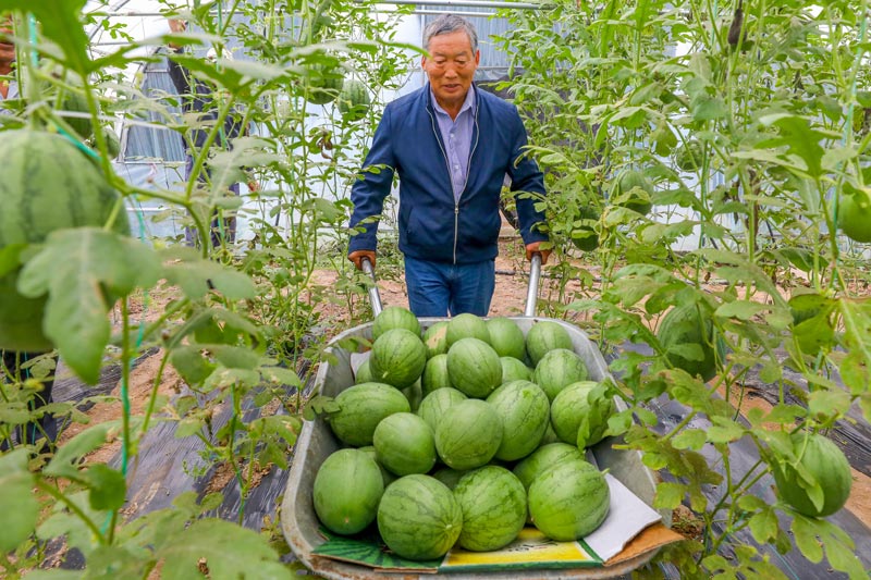 村民運送蘭芯西瓜。海曙區委組織部供圖