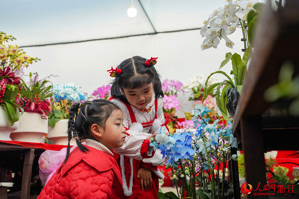 近日，小朋友在杭州市拱墅區石橋街道楊家花卉世界內觀看年宵花。人民網 章勇濤攝