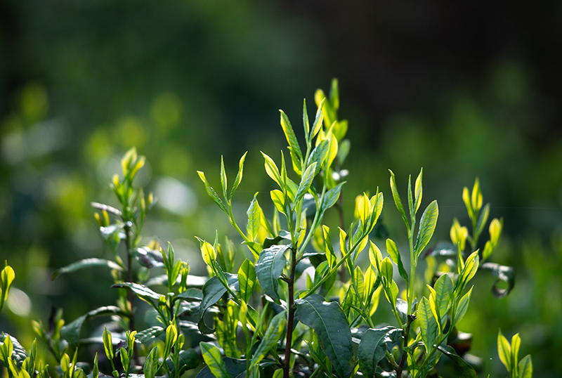 “金山時雨”茶葉。章曉璇攝