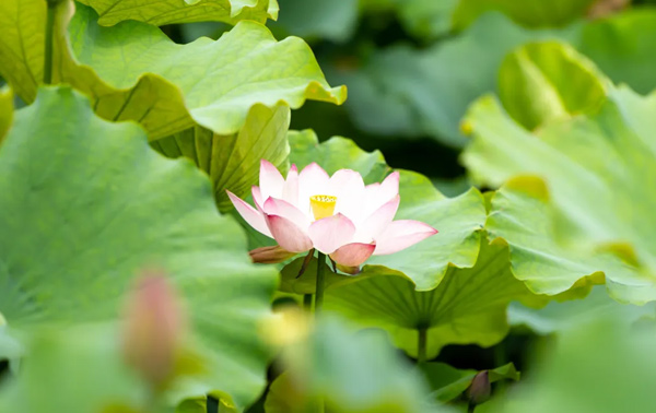 西溪·二十四節(jié)氣 | 夏至：荷語蟬鳴 盛夏光影